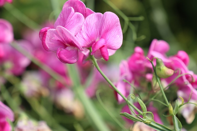 スイートピーの育て方・栽培方法!種まきから開花までの管理のコツは?のイメージ