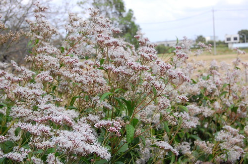 フジバカマとは？秋の七草の1つに数えられる植物の特徴や花言葉を紹介！のイメージ
