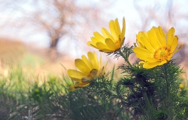 福寿草(フクジュソウ)の花言葉は?名前の由来や開花時期なども紹介!のイメージ