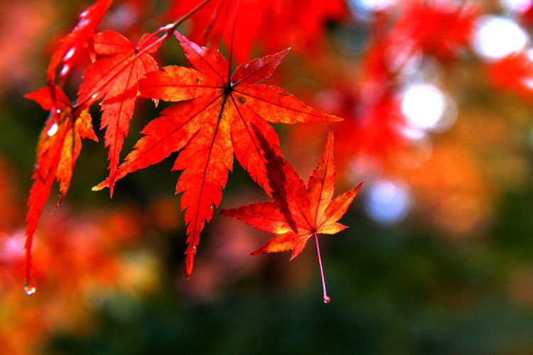 紅葉狩りとは?意味や使い方を紹介!なぜ見に行くのに「狩る」というの?のイメージ