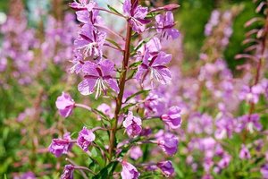 アカバナ（赤花）ってどんな植物？葉や花の特徴や開花時期をご紹介！