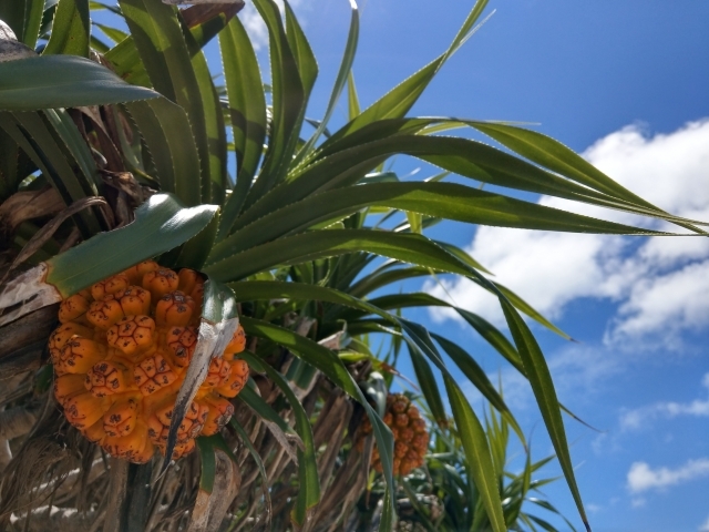 アダンってどんな実?パイナップルに似た実の味・特徴や食べ方を解説!