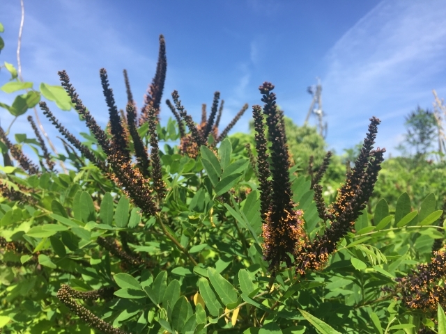 イタチハギとは?どんな植物?その特徴や見分け方・利用方法をご紹介!