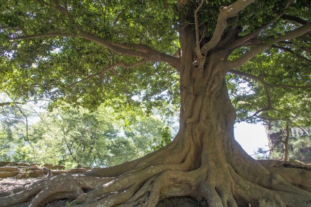 イスノキとは？特徴や育て方をご紹介！杖や木刀などによく利用される？