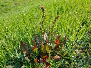 イタドリとは？山菜としての特徴・効能やおすすめの食べ方までご紹介！