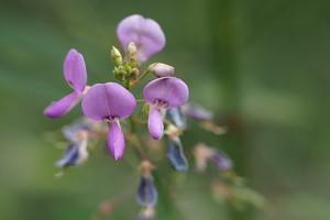 アレチヌスビトハギとは？その特徴や見分け方を紹介！ひっつき虫の一種？