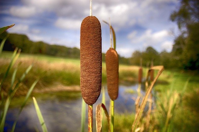 ガマの穂って知ってる?穂をつぶすとフワフワと爆発する植物をご紹介!のイメージ