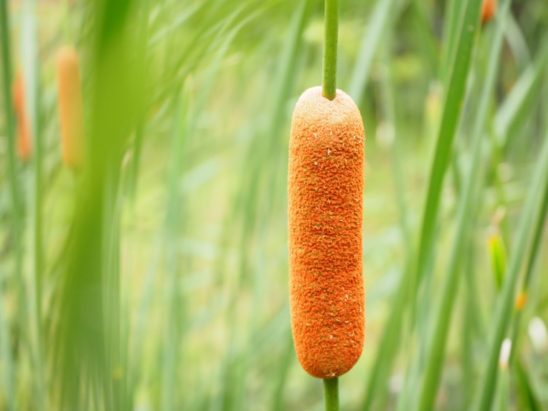 ガマ(蒲)とはどんな植物?特徴や育て方を解説!食べることもできる?