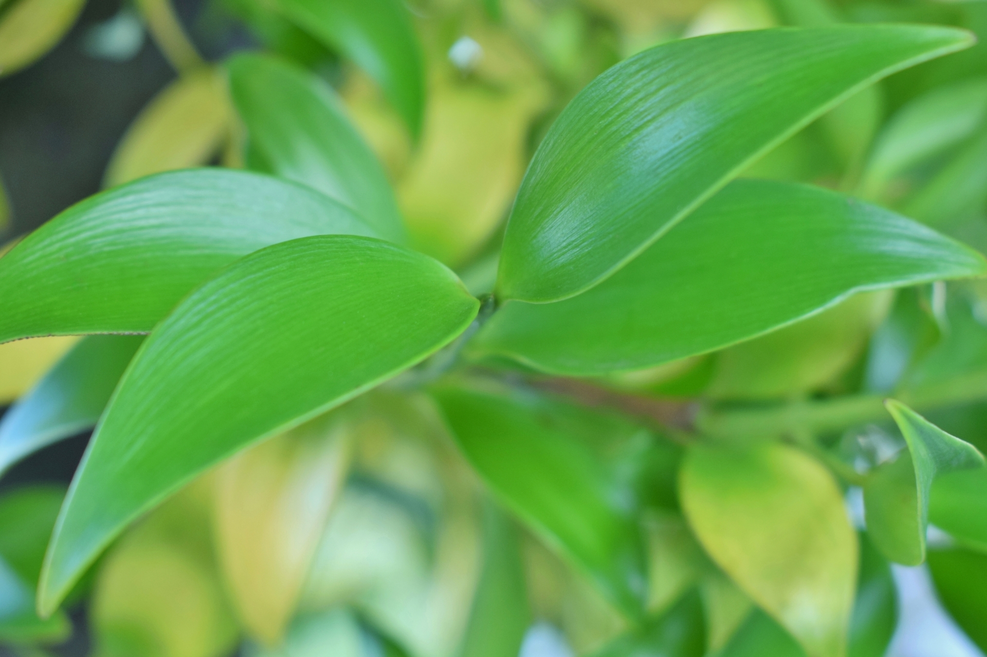 ナギ(梛/凪/竹柏)とはどんな樹木?特徴や観葉植物としての育て方は?