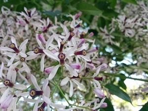 センダン（栴檀）とは？花や葉など樹木としての特徴や育て方をご紹介！