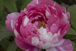 中国の花といえば？縁起物とされる花など連想される8つの種類を紹介！