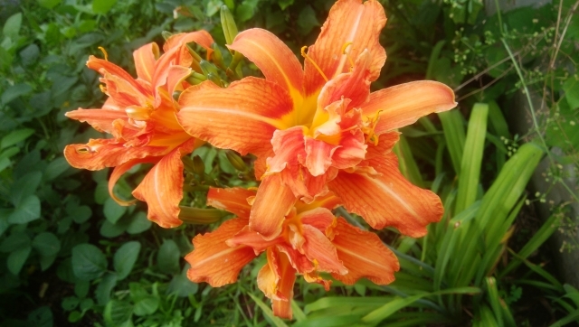 忘れ草（ワスレグサ）とは？特徴や見分け方をご紹介！名前の由来は？