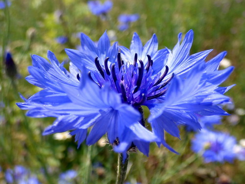 ヤグルマギク（矢車菊）とは？特徴や育て方をご紹介！種まきはいつ頃？のイメージ