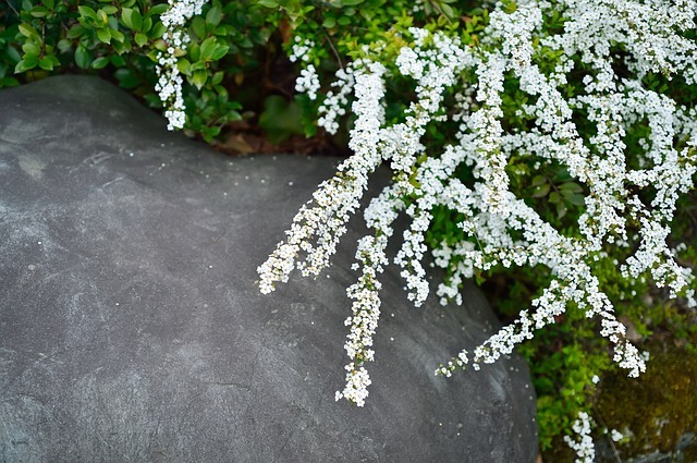 ユキヤナギ(雪柳)とは?花言葉や開花時期などの特徴や魅力をご紹介!のイメージ