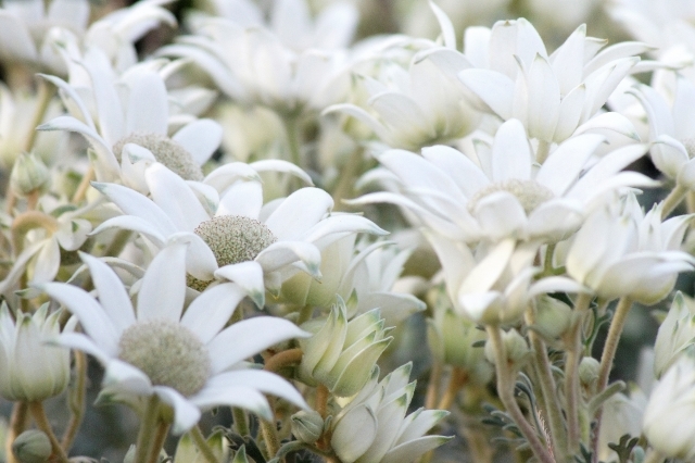 フランネルフラワーとは?花言葉や特徴と寄せ植えのアレンジ例を紹介!
