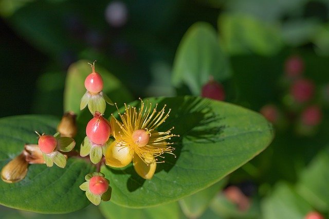 ピペリカムとは?ドライフラワーや切り花などのアレンジ方法などを紹介!