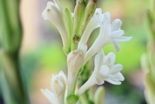 チューベローズの育て方!水やりなど枯らさずに管理するコツを解説!のイメージ