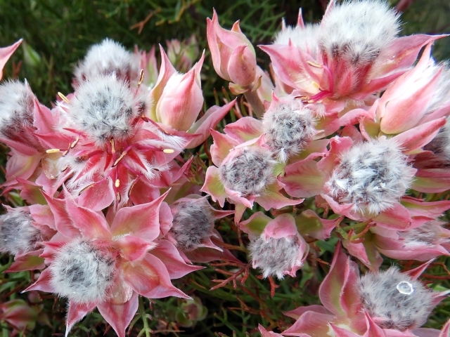 セルリアとは?どんな花?種類や特徴から増やし方など育て方を解説!