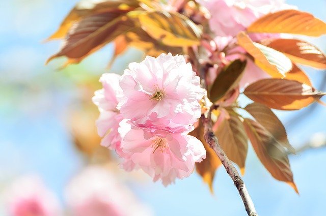 八重咲きってどんな咲き方?意味や特徴を解説!一重咲きとはどう違う?
