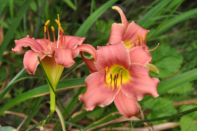 ヘメロカリスとは？ギリシャ語でどんな意味？開花時期や花言葉も紹介！のイメージ