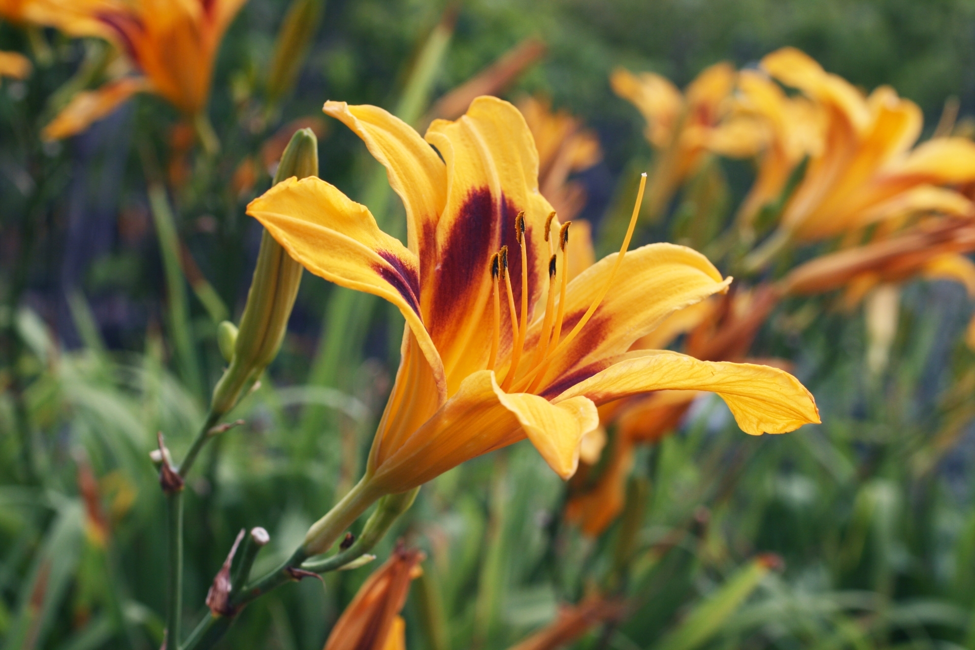 ヘメロカリスの育て方!植え付けのコツや上手な増やし方を詳しく解説!