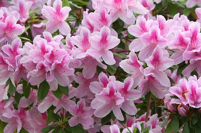 アザレアの花言葉とは?白やピンクなど色別の違いはある?開花時期は?