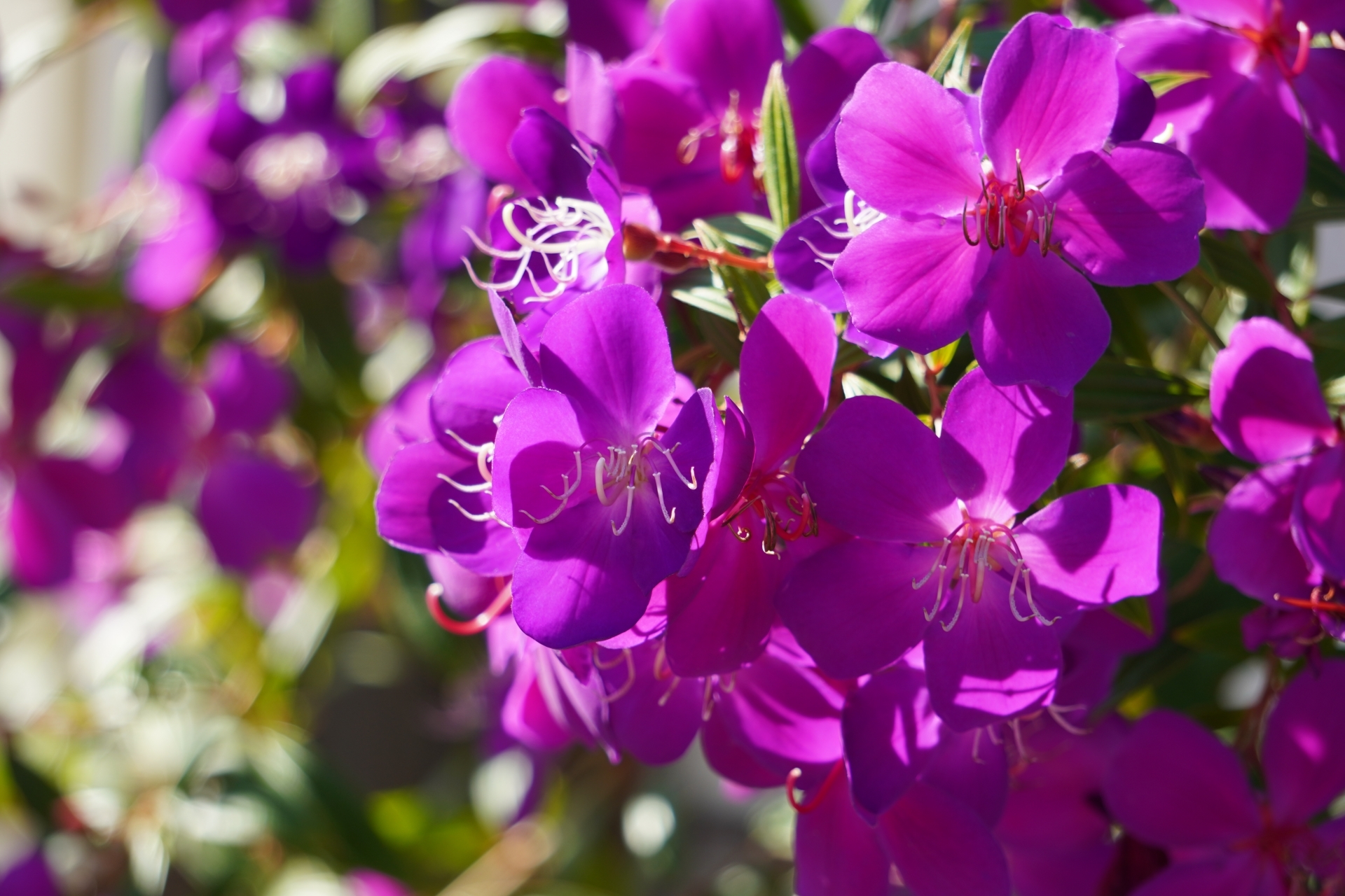 シコンノボタンとは?その花言葉・特徴や剪定方法などの育て方を解説!