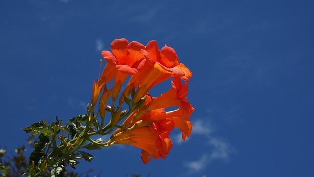 ノウゼンカズラ(凌霄花)とは?鮮やかなオレンジ色の花の特徴を紹介!