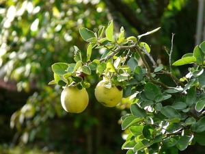 ボケの実とは？収穫時期はいつ頃？その効能や上手な食べ方をご紹介！