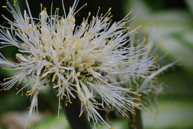 ギンバイカの育て方!剪定など庭の生垣として上手に管理するコツを解説!