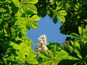 トチノキ（栃の木）とは？樹木としての特徴・利用法や育て方をご紹介！