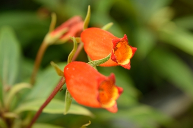 シーマニアとは?花言葉などの特徴や育て方をご紹介!開花時期はいつ?のイメージ