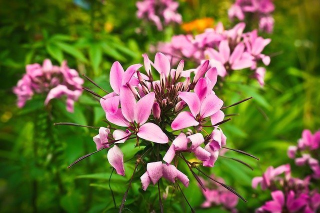 クレオメの育て方!水やりなど基本的な管理から病害虫対策などまで解説!