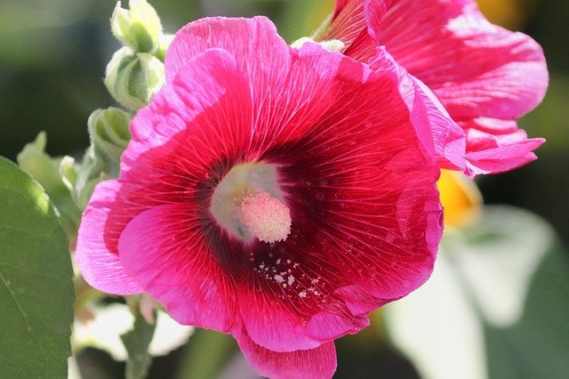 タチアオイ(立葵)とは?花言葉などの特徴や種類をご紹介!開花時期は?