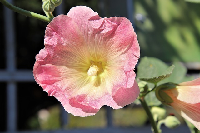 タチアオイ(ホリホック)の育て方!枯らさず上手に花を咲かせるには?のイメージ