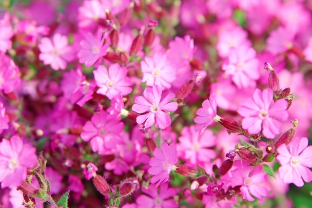 シレネとは？どんな植物？開花時期は？花言葉などの特徴や種類を紹介！