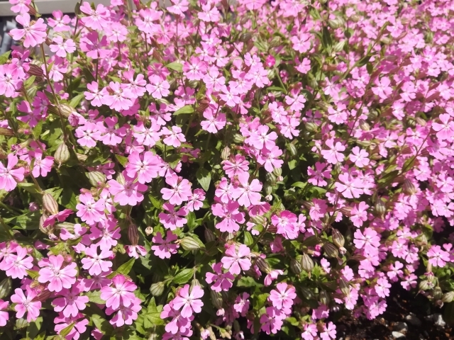 シレネの育て方!水やり・肥料など基本的な管理から増やし方まで解説!