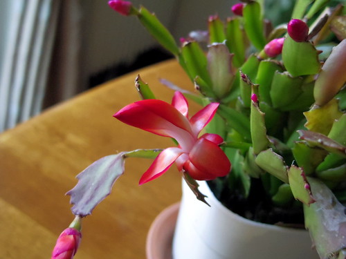 カニサボテンとは?特徴や育て方を紹介!気になる挿し木での増やし方は?