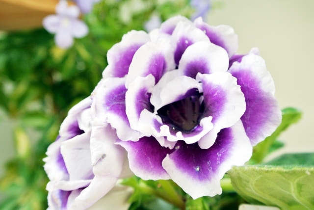 グロキシニアってどんな植物?花言葉・開花時期などの特徴や育て方は?