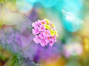 ランタナ（七変化）とは？名の通り花色が変化する理由や特徴をご紹介！