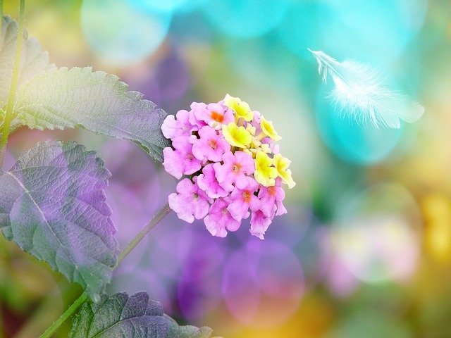 ランタナ(七変化)とは?名の通り花色が変化する理由や特徴をご紹介!のイメージ