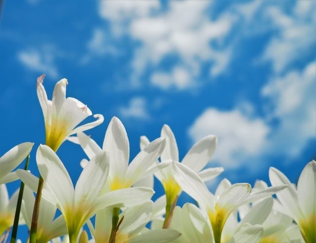 タマスダレの育て方！水やりなど基本的な管理から増やし方まで解説！のイメージ