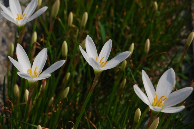 タマスダレ(玉簾)とは?花言葉・開花時期などの特徴や種類をご紹介!