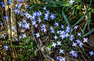 ヒナソウ（雛草）とは？花言葉や開花時期などの特徴や育て方を紹介！