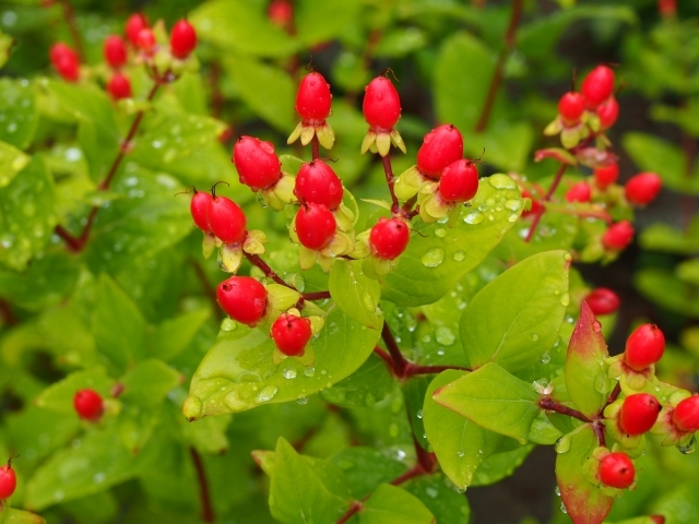 ヒペリカムとは?赤い丸い実がなる植物の特徴や花言葉をご紹介!
