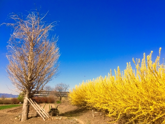 レンギョウ(連翹)とは?花言葉などの特徴・種類や利用法をご紹介!