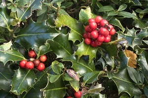 セイヨウヒイラギとは？花言葉や開花時期などの特徴や育て方を紹介！