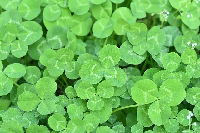 三つ葉のクローバーの花言葉は?その意味合いは葉の枚数によって違うの?