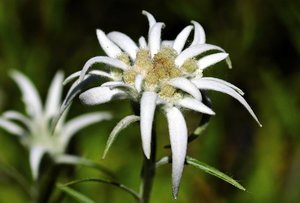 エーデルワイスの花言葉は？花の種類や開花時期などの特徴をご紹介！