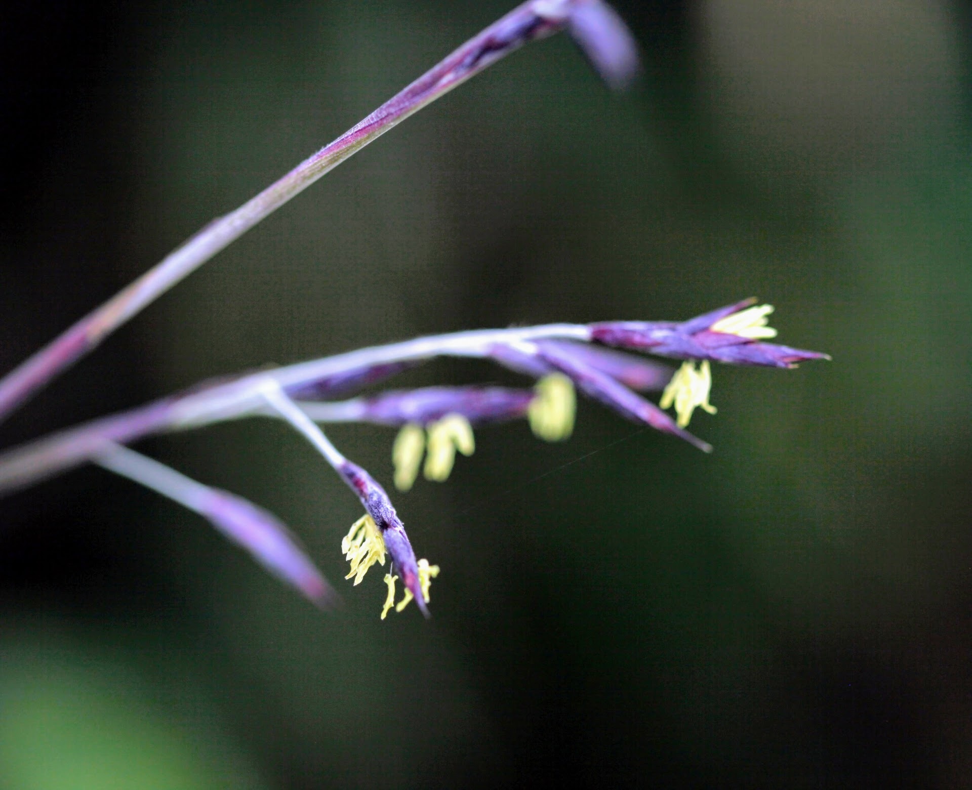 笹（ササ）の花が咲くのは何かの兆候？花にまつわる言い伝えも紹介！のイメージ